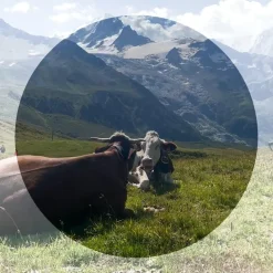 Lunettes de soleil Vuarnet Edge Regular Noir Grey Polar